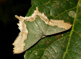 Картинка животные бабочки +мотыльки +моли itchydogimages макро бабочка крылья усики узор