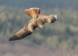 Картинка red+kite животные птицы+-+хищники птичка