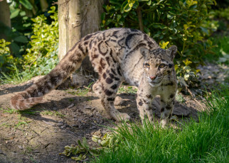 обоя животные, дымчатые леопарды, леопард