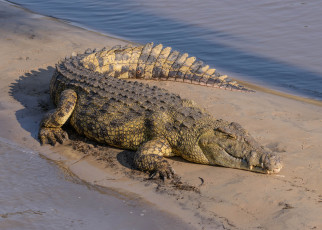 Картинка животные крокодилы крокодил