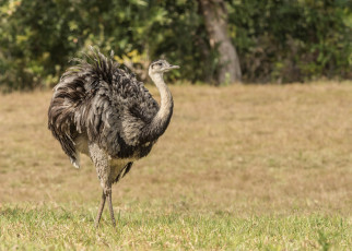 Картинка животные страусы страус
