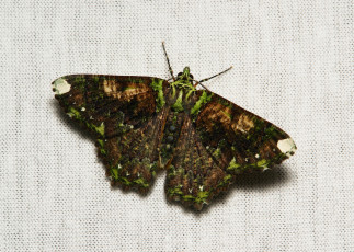 Картинка животные бабочки +мотыльки +моли itchydogimages макро бабочка крылья усики узор