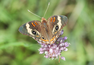 Картинка животные бабочки +мотыльки +моли бабочка