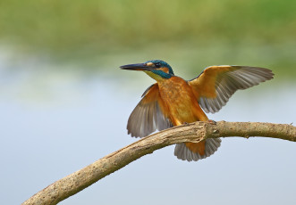 Картинка животные зимородки крылья фон птица зимородок ветка