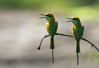 Картинка животные щурки+ пчелоеды ветка фон птицы