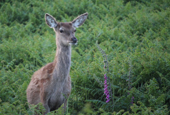 Картинка животные олени олениха