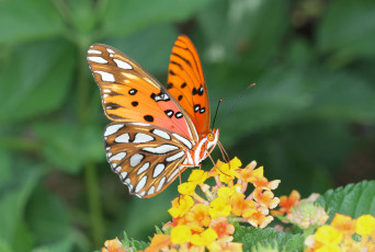 Картинка животные бабочки +мотыльки +моли бабочка