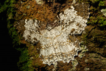 Картинка животные бабочки +мотыльки +моли itchydogimages макро моль мотылёк маскировка