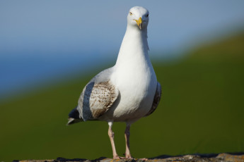 Картинка животные Чайки +бакланы +крачки чайка