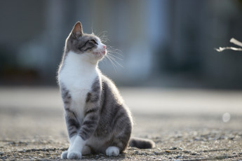 Картинка животные коты кошка кот коте киса