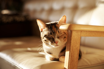 Картинка животные коты кот киса коте взгляд кошка