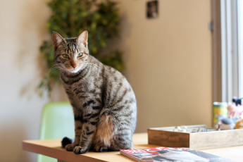 Картинка животные коты коте взгляд киса кошка кот