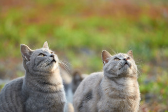 Картинка животные коты пара