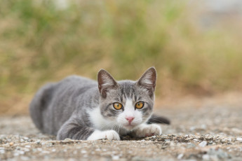 Картинка животные коты планета двойники nasa earth and kepler-186f kepler-62f kepler-452b kepler-69c kepler-22b экзопланета экзопланеты земля