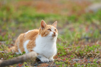 Картинка животные коты взгляд кошка кот киса коте