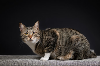 Картинка животные коты взгляд коте кошка киса кот