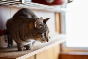 Картинка животные коты взгляд коте кошка кот киса