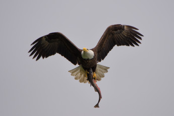 Картинка животные птицы+-+хищники белоголовый орлан