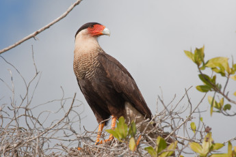Картинка животные птицы+-+хищники птичка