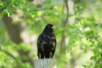 Картинка животные птицы зелёный фон птица