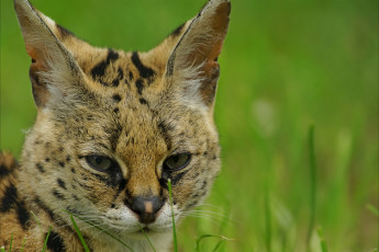 Картинка животные сервалы сервал взгляд портрет