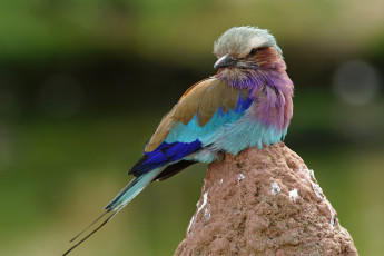 Картинка животные сизоворонки+ ракши камень птица