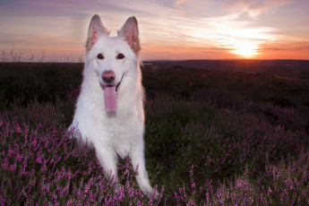 Картинка животные собаки собака взгляд друг закат луг язык лаванда