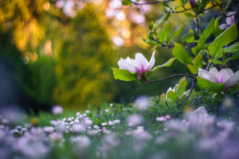 Картинка цветы магнолии макро ветки боке