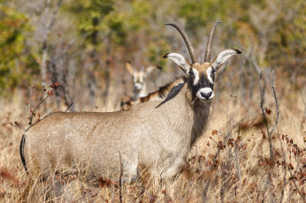 Картинка животные антилопы антилопа рога взгляд