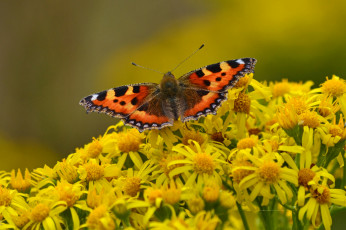 Картинка животные бабочки +мотыльки +моли бабочка