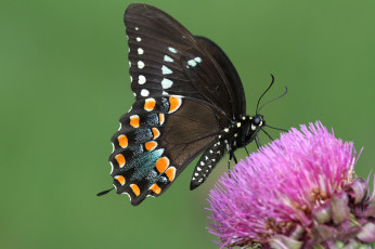 Картинка животные бабочки +мотыльки +моли бабочка