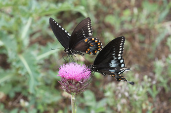 Картинка животные бабочки +мотыльки +моли бабочка