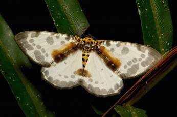 Картинка животные бабочки +мотыльки +моли itchydogimages макро моль бабочка