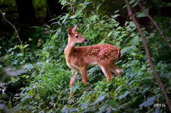 Картинка животные олени настороженность заросли детёныш малыш оленёнок пятна