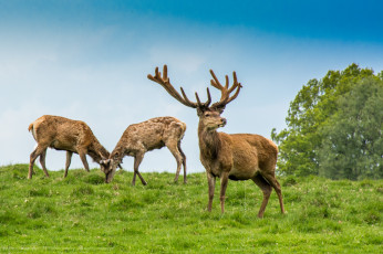 Картинка животные олени рога олень