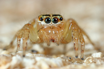 Картинка животные пауки лапки глазки фон джампер паук макро