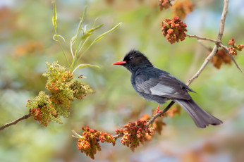 Картинка животные птицы птичка