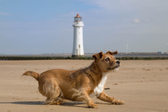 Картинка животные собаки пес