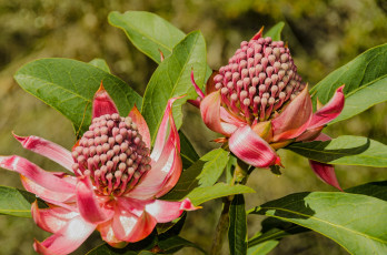 обоя цветы, тропики, необычные