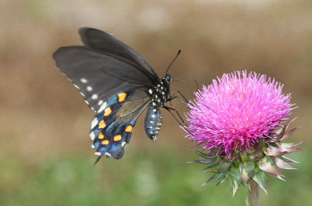 Картинка животные бабочки +мотыльки +моли бабочка