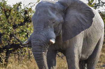 Картинка животные слоны слон