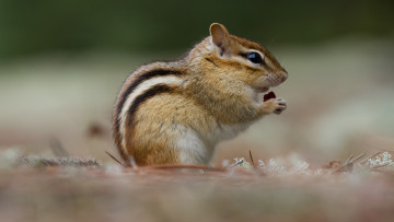 Картинка животные бурундуки бурундук