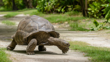 Картинка животные Черепахи черепаха