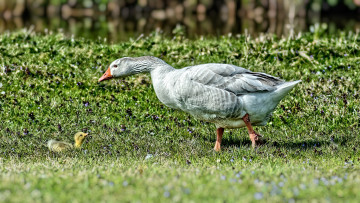 Картинка животные гуси птенец гусыня