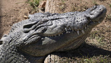 Картинка животные крокодилы крокодил