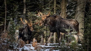 Картинка животные лоси рогачи
