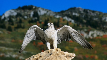 Картинка животные птицы+-+хищники завершение посадки кречет