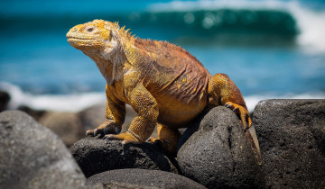 Картинка животные Ящерицы +игуаны +вараны морская игуана