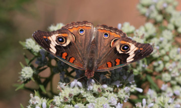Картинка животные бабочки +мотыльки +моли бабочка