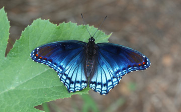 Картинка животные бабочки +мотыльки +моли бабочка